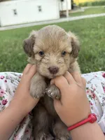 Rubble 💙, a male Miniature Aussiedoodle for sale in Effingham, IL – 1 of 5