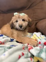 Cookie 💖, a female Miniature Aussiedoodle for sale in Effingham, IL – 3 of 6