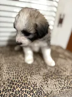 Milkshake 💖, a female Miniature Aussiedoodle for sale in Effingham, IL – 5 of 5