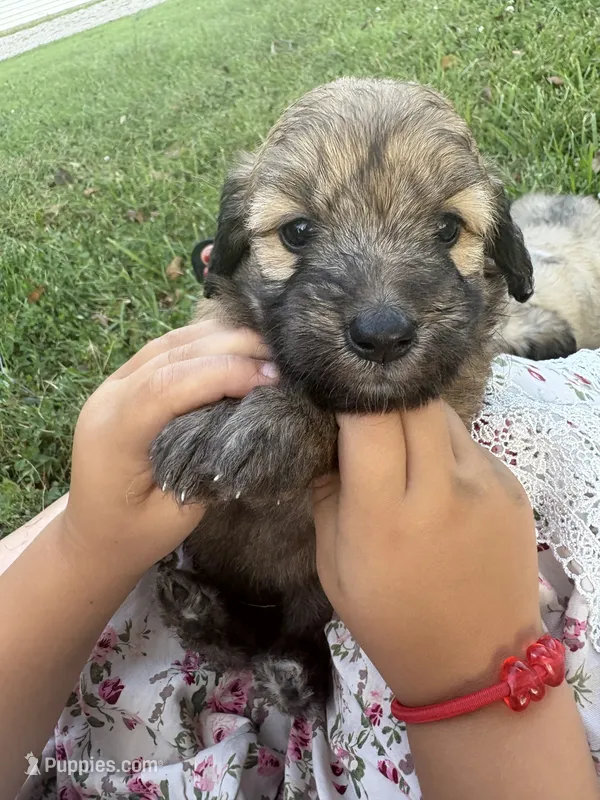 Cookie 💖 – Miniature Aussiedoodle puppy for sale in Effingham, IL