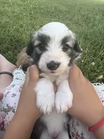 Milkshake 💖, a female Miniature Aussiedoodle for sale in Effingham, IL – 3 of 5
