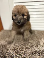 Cookie 💖, a female Miniature Aussiedoodle for sale in Effingham, IL – 4 of 5