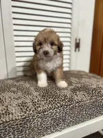 Lolli 💖, a female Miniature Aussiedoodle for sale in Effingham, IL – 4 of 5