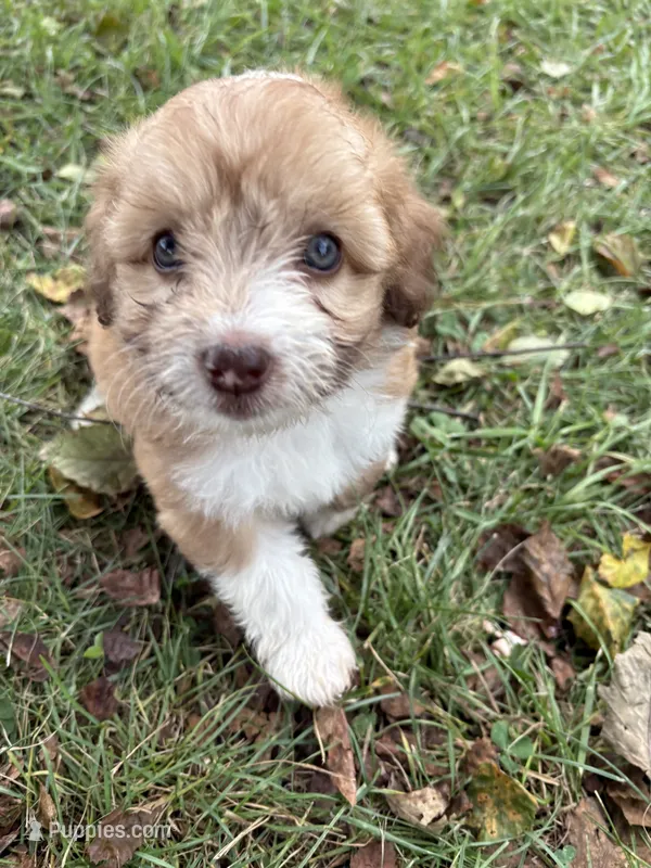 Lolli 💖 – Miniature Aussiedoodle puppy for sale in Effingham, IL