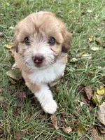 Lolli 💖, a female Poodle - Miniature  and Miniature Aussiedoodle for sale in Effingham, IL – 4 of 6