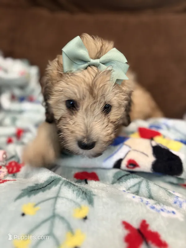 Cocoa 💖 – Miniature Aussiedoodle puppy for sale in Effingham, IL
