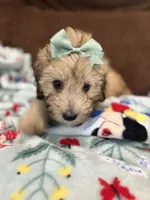Cocoa 💖, a female Poodle - Miniature  and Miniature Aussiedoodle for sale in Effingham, IL – 2 of 5