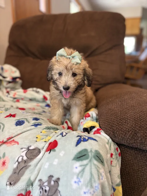 Cocoa 💖 – Poodle - Miniature , Miniature Aussiedoodle puppy for sale in Effingham, IL