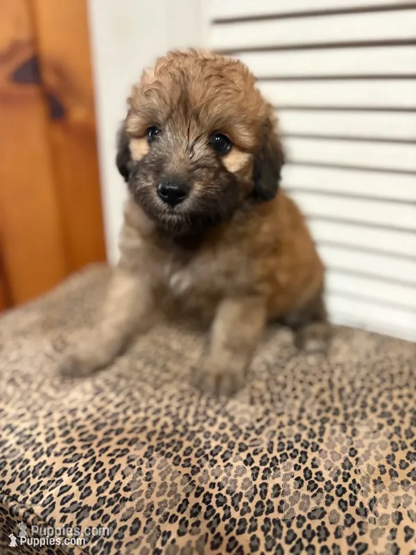 Cookie 💖 – Miniature Aussiedoodle puppy for sale in Effingham, IL