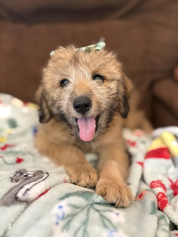 Cookie 💖 – Miniature Aussiedoodle puppy for sale in Effingham, IL
