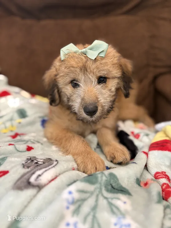 Cookie 💖 – Miniature Aussiedoodle puppy for sale in Effingham, IL