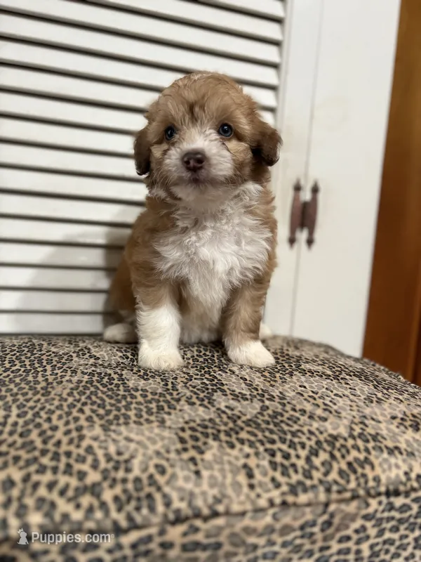Lolli 💖 – Miniature Aussiedoodle puppy for sale in Effingham, IL