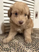Rubble 💙, a male Miniature Aussiedoodle for sale in Effingham, IL – 5 of 5