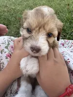Lolli 💖, a female Miniature Aussiedoodle for sale in Effingham, IL – 5 of 5