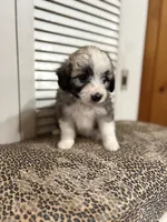 Milkshake 💖, a female Miniature Aussiedoodle for sale in Effingham, IL – 4 of 5