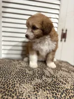 Lolli 💖, a female Miniature Aussiedoodle for sale in Effingham, IL – 2 of 5