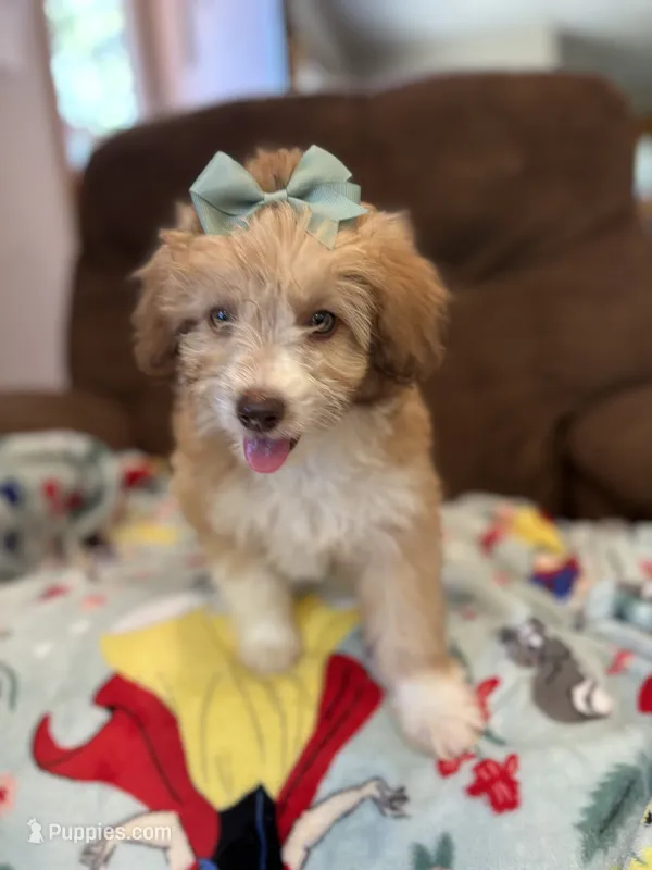 Lolli 💖 – Miniature Aussiedoodle puppy for sale in Effingham, IL
