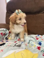 Lolli 💖, a female Poodle - Miniature  and Miniature Aussiedoodle for sale in Effingham, IL – 3 of 6