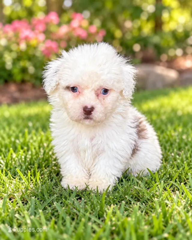 Nikki  – Shihpoo puppy for sale in Fort Myers, FL