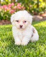 Nikki , a female Shihpoo for sale in Fort Myers, FL – 1 of 2