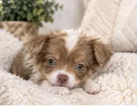 Lavender , a female Chihuahua for sale in Fort Myers, FL – 2 of 2