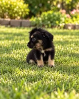 Cindy , a female Morkie for sale in Fort Myers, FL – 2 of 2