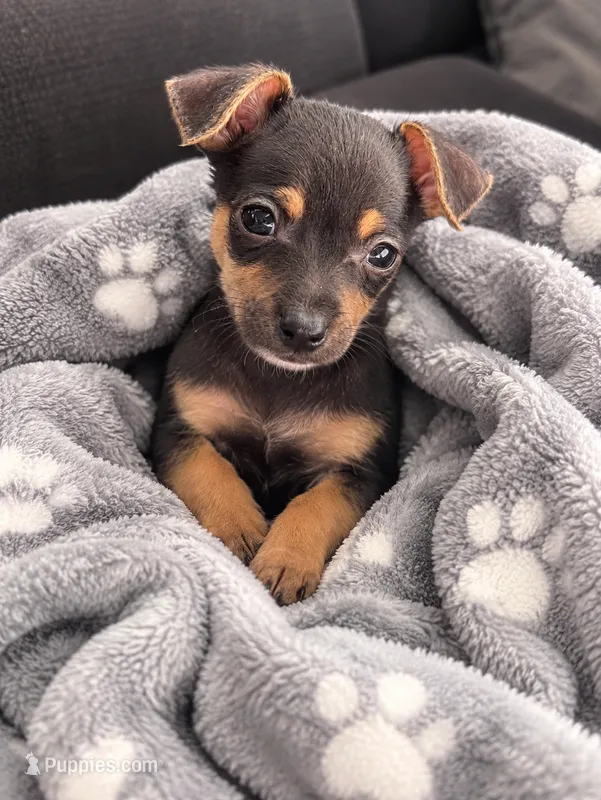 Hero – Chihuahua puppy for sale in Fort Myers, FL