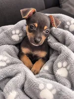 Hero, a male Chihuahua for sale in Fort Myers, FL – 1 of 1