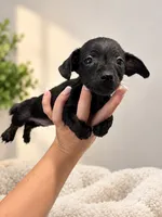 Pixie, a female Chiweenie for sale in Fort Myers, FL – 1 of 1