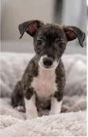 Jaxson, a male Chihuahua for sale in Fort Myers, FL – 2 of 2
