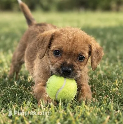 Lilly – Chihuahua, Maltese puppy for sale in Fort Myers, FL
