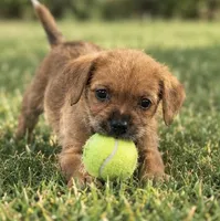 Lilly, a female Chihuahua and Maltese for sale in Fort Myers, FL – 1 of 2