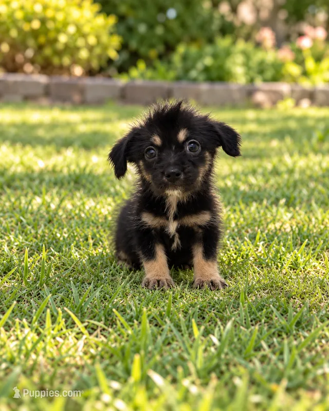 Cindy  – Morkie puppy for sale in Fort Myers, FL