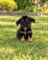 Cindy , a female Morkie for sale in Fort Myers, FL – 1 of 2