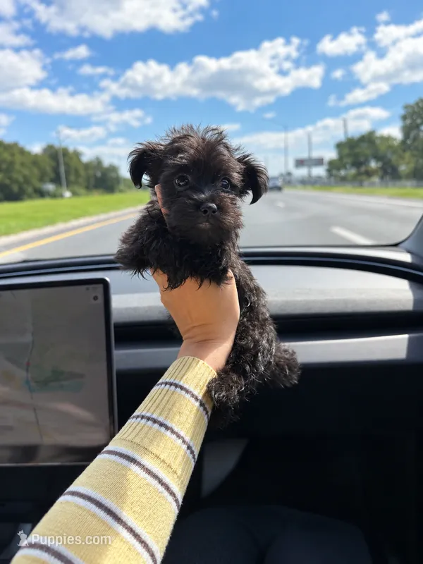 Teddy – Yorkipoo puppy for sale in Fort Myers, FL