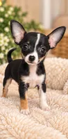 Tinkerbell, a female Chihuahua for sale in Fort Myers, FL – 3 of 3