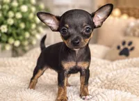 Niko, a male Chihuahua for sale in Fort Myers, FL – 1 of 2