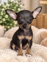 Niko, a male Chihuahua for sale in Fort Myers, FL – 2 of 2