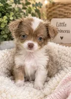 Lavender , a female Chihuahua for sale in Fort Myers, FL – 1 of 2