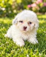 Nikki , a female Shihpoo for sale in Fort Myers, FL – 2 of 2