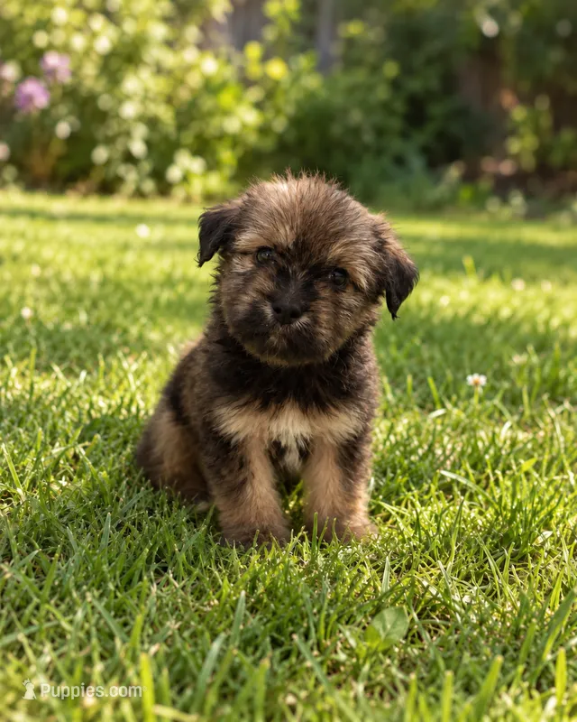 Bentley – Morkie puppy for sale in Fort Myers, FL