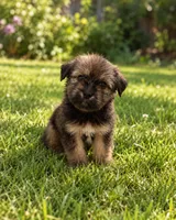 Bentley, a male Morkie for sale in Fort Myers, FL – 1 of 2