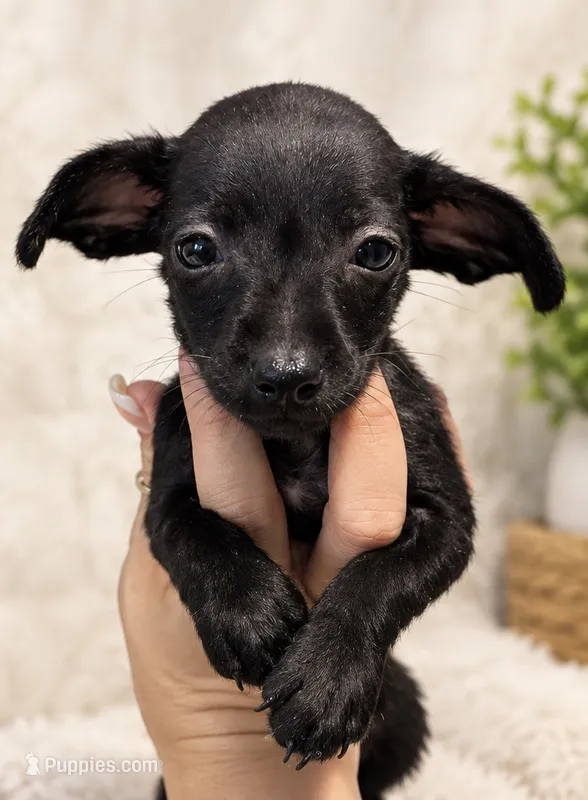 Winnie  – Chiweenie puppy for sale in Fort Myers, FL