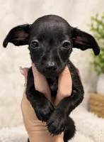 Winnie , a female Chiweenie for sale in Fort Myers, FL – 1 of 1
