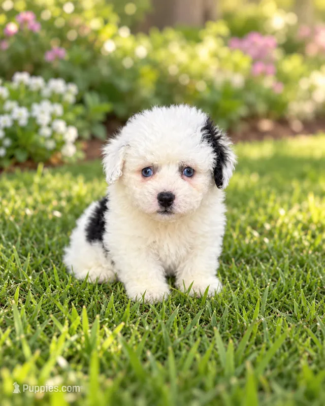 Bo – Shihpoo puppy for sale in Fort Myers, FL
