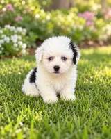 Bo, a male Shihpoo for sale in Fort Myers, FL – 1 of 1