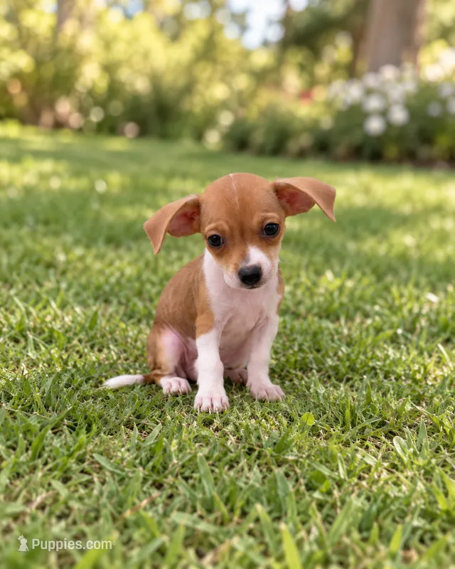 Maya – Chihuahua puppy for sale in Fort Myers, FL