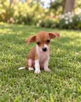 Maya, a female Chihuahua for sale in Fort Myers, FL – 1 of 1