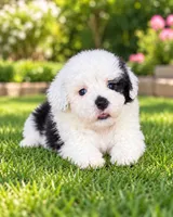 Betty, a female Shihpoo for sale in Fort Myers, FL – 3 of 3