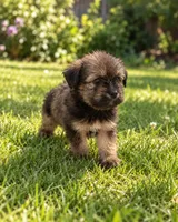 Bentley, a male Morkie for sale in Fort Myers, FL – 2 of 2